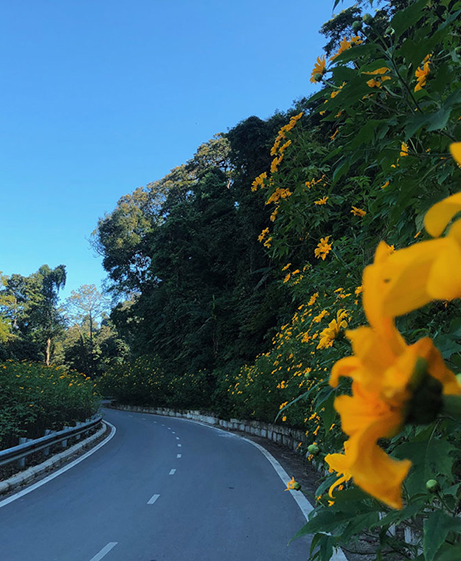 Hoa dã quỳ ba vì Nature Key Retreat Nhật Hà